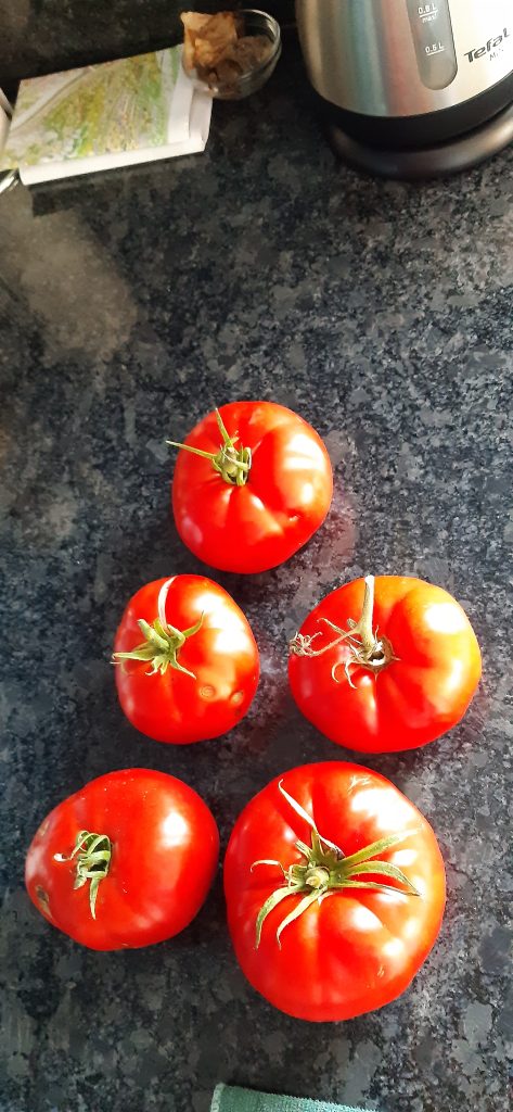 Mooi uitziende tomaten van de volkstuin urk.
